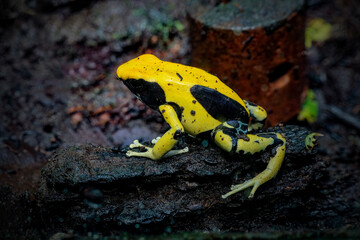 poison frog or dart frog with bright vivid colors