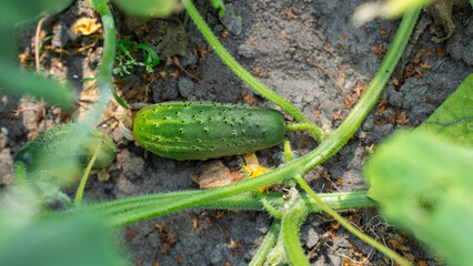 Obraz premium Big cucumber growing in the greenhouse. Homegrown produce, Cucumbers growing in a vegetable garden on a sunny summer day, close-up, Organic cucumbers growing in the field 