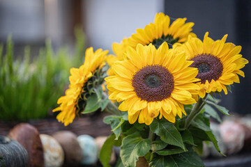 Small bouquet of sunflowers. Space for your text.