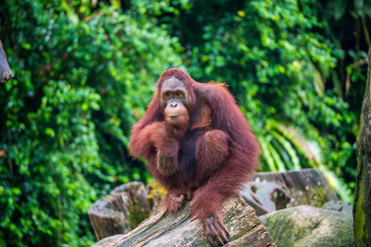 Orangutan (Pongo Pygmaeus) squatting on log. It is the only Asian Great Ape, native to Sumatra and Borneo.