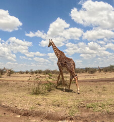 Giraffe walking along on empty grassland with blue sky