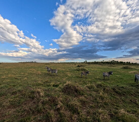 Obraz premium Landscape of Masai Mara on a cloudy day