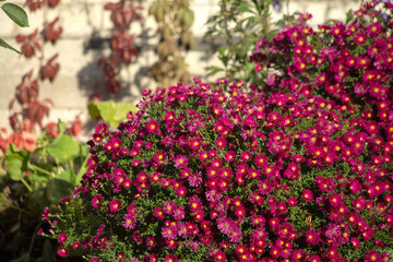 Vibrant Crimson Chrysanthemum Beautiful Red Mum Background