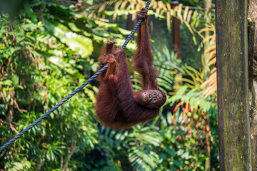 Orangutan (Pongo Pygmaeus) climbing and hanging from rope, it is the only Asian Great Ape, native to Sumatra and Borneo. © Darcy