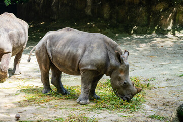 Obraz premium White Rhino (White Rhinoceros, Ceratotherium Simum) is the largest surviving Rhinoceros species, a near threatened species native to central and southern Africa. Eating