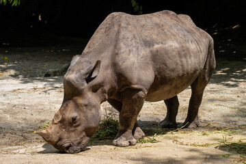Fototapeta premium White Rhino (White Rhinoceros, Ceratotherium Simum) is the largest surviving Rhinoceros species, a near threatened species native to central and southern Africa. Horn missing from poachers.