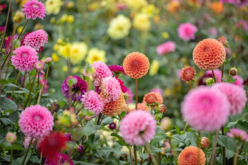 Group of mixed, beautiful dahlia flower variationsin rainbow color shades in a garden.