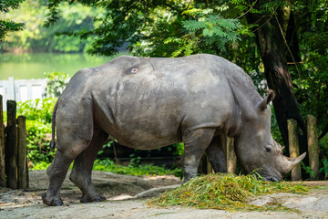 Fototapeta premium White Rhino (White Rhinoceros, Ceratotherium Simum) is the largest surviving Rhinoceros species, a near threatened species native to central and southern Africa. Wound on back.