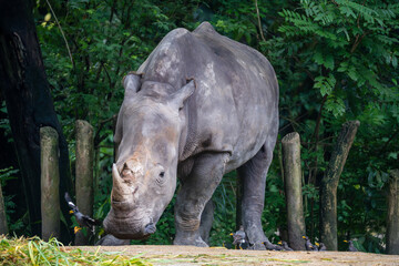 Fototapeta premium Javan Myna (Acridotheres Javanicus, White-Vented Myna) bird at feet of White Rhino (White Rhinoceros, Ceratotherium Simum), being scared away