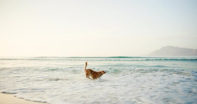 Labrador, running and water in summer at beach, speed and outdoor by waves with mock up space in sky. Animal, pet and dog by sea, ocean and fast with freedom, nature and sunshine in Costa Rica