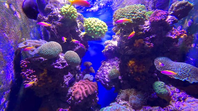 Les poissons