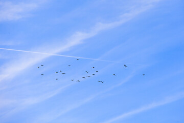 Blue sky with light clouds and a pattern of exhaust vapor trails from aircraft
