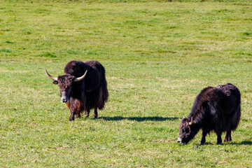 Domestic yak, the domesticated form of wild yak on a pasture near Vilgertshofen in Germany on a...