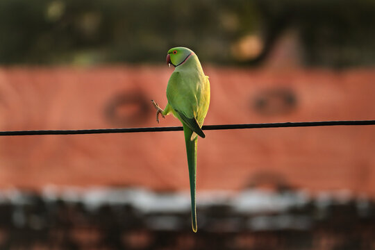 Green Parrot on the in morning light- singla of indian parrot sitting on electric wire and looking their best - Beautiful indian green parrot. Indian Ringneck Parakeet with selective focus background
