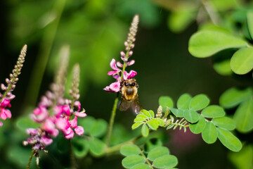 Indigofera heterantha, Himalayan indigo, indigo