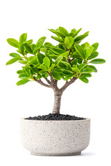 Indoor potted tree plant isolated on white background