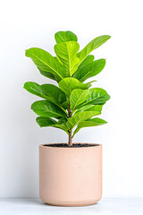 Obraz premium Indoor potted tree plant isolated on white background