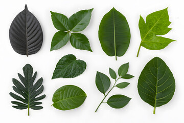 Fototapeta premium Set of Green leaves, isolated on white background