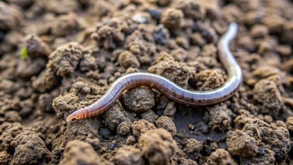 Grayish-brown slime trail left by a worm on a damp soil surface, dirt, nature, insect, gray