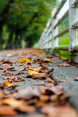 dry leaves on paving stones