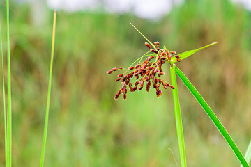 Actinoscirpus grossus. Close-up of a beautiful blurred background grass flower (also called Mensiang, Greater club-rush, Giant bulrush) taken with a high-resolution camera in Myanmar.