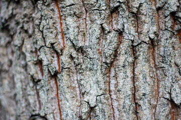 Obraz premium Pine tree, bark close-up. Close-up of pine bark in the forest for a natural background. Nature. Details. Focus on pine tree trunk with blurred background