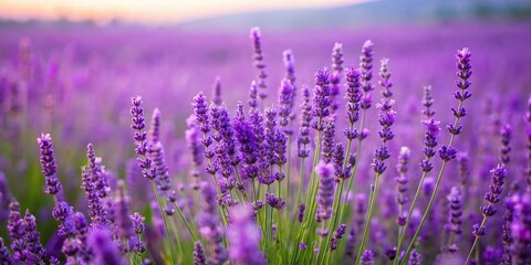Obraz premium Lavender field with tall stalks of purple flowers swaying in the breeze, greenery, botanicals
