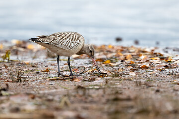 Bar-tailed Godwit
