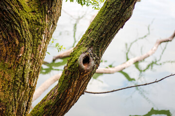 Moss-covered tree trunk with a small, dark hole, possibly a nest or cavity, against a blurred background of branches and light sky.