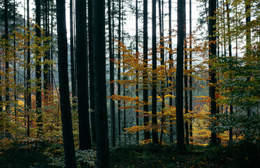 Naklejka premium autumn in the woods