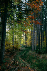 autumn in the forest
