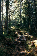 Obraz premium path in the woods