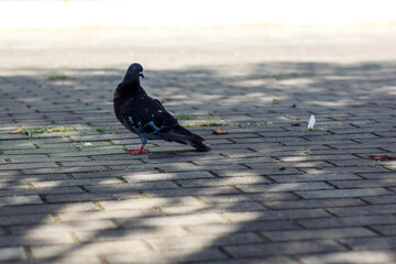 Front view of the face of Rock Pigeon face to face.Rock Pigeons crowd streets and public squares, living on discarded food and offerings of birdseed
