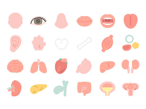 人体　脳　臓器　内臓　体のパーツ　イラストセット