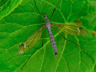 Cranefly - Tipula Luna photographed on a green leaf