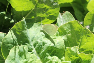 butterfly on a lettuce leaf