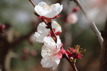tree blossom