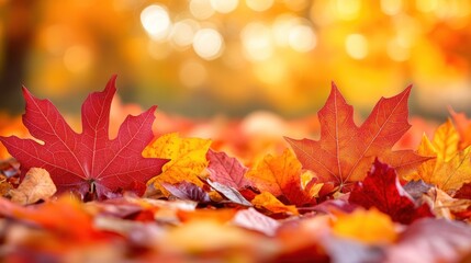 Fototapeta premium Close-up of red and yellow maple leaves on the ground with a blurry background of autumn foliage.