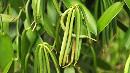 Vanilla pods growing on plants. Green beans harvest