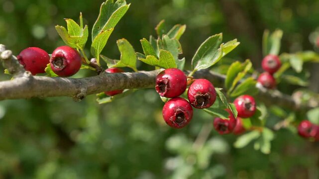 Eingriffeliger Wei&szlig;dorn (Crataegus monogyna), Fr&uuml;chte im Herbst, Bayern, Deutschland, Europa