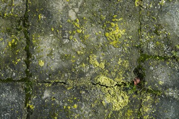 Obraz premium Image of Old dirty gritty mossed concrete wall. Texture for background usage