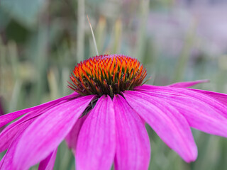 background with pink flower. Wallpaper with Echinacea. Backdrop with copy space. picture for congratulations. garden flowers. poster for interior. picture for house. flowers close-up, macro photo