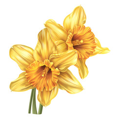 Obraz premium yellow flower isolated on white background