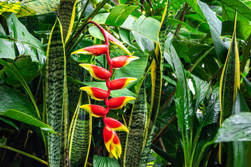 Heliconia (Heliconia rostrata), or hanging claw flower, is a false bird of paradise with bright red flowers and beautiful yellow tips. This photograph was taken in Myanmar during the rainy season.