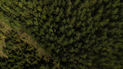 Aerial view on green pine forest. Nature of western Serbia in early autumn on a sunny warm day, Zlatibor is a small town popular among tourists.