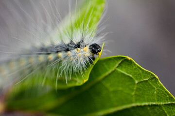White caterpillar on green leaf
