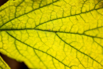 background natural texture green foliage, leaf macro structure