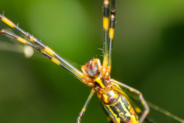 Trichonephila clavata Spider, Japanese Joro orb-weaver spider