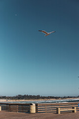 seagull on the pier