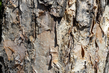 Maritime Pine, Pinus pinaster trunk symbol. Texture made of maritime pine tree bark. Beautiful Maritime Pine, Pinus pinaster trunk background. Conceptual image. Peaceful nature.
